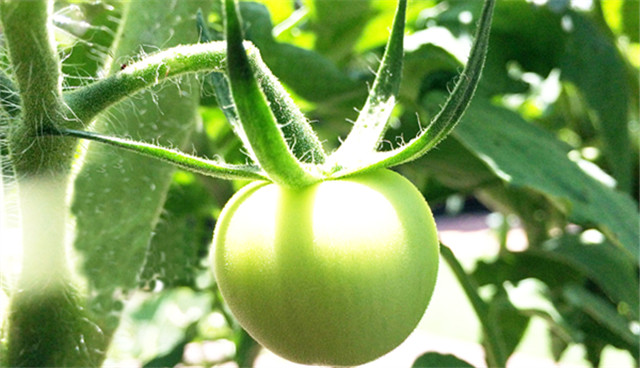 As you sow, so shall you reap