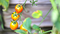 [School] Last harvest of the summer