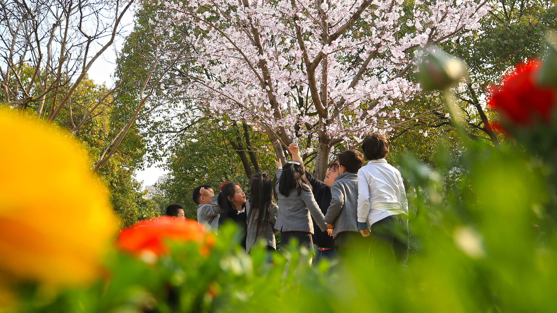 [School] Spring Blossoms