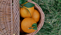 Newton Story|Tangerines are ripe